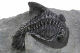 Detailed Hollardops Trilobite Fossil - Excellent Eyes #359501-1